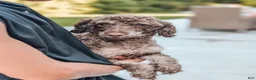 Miniature Poodle dogs for sale: Jasper - Ad 7