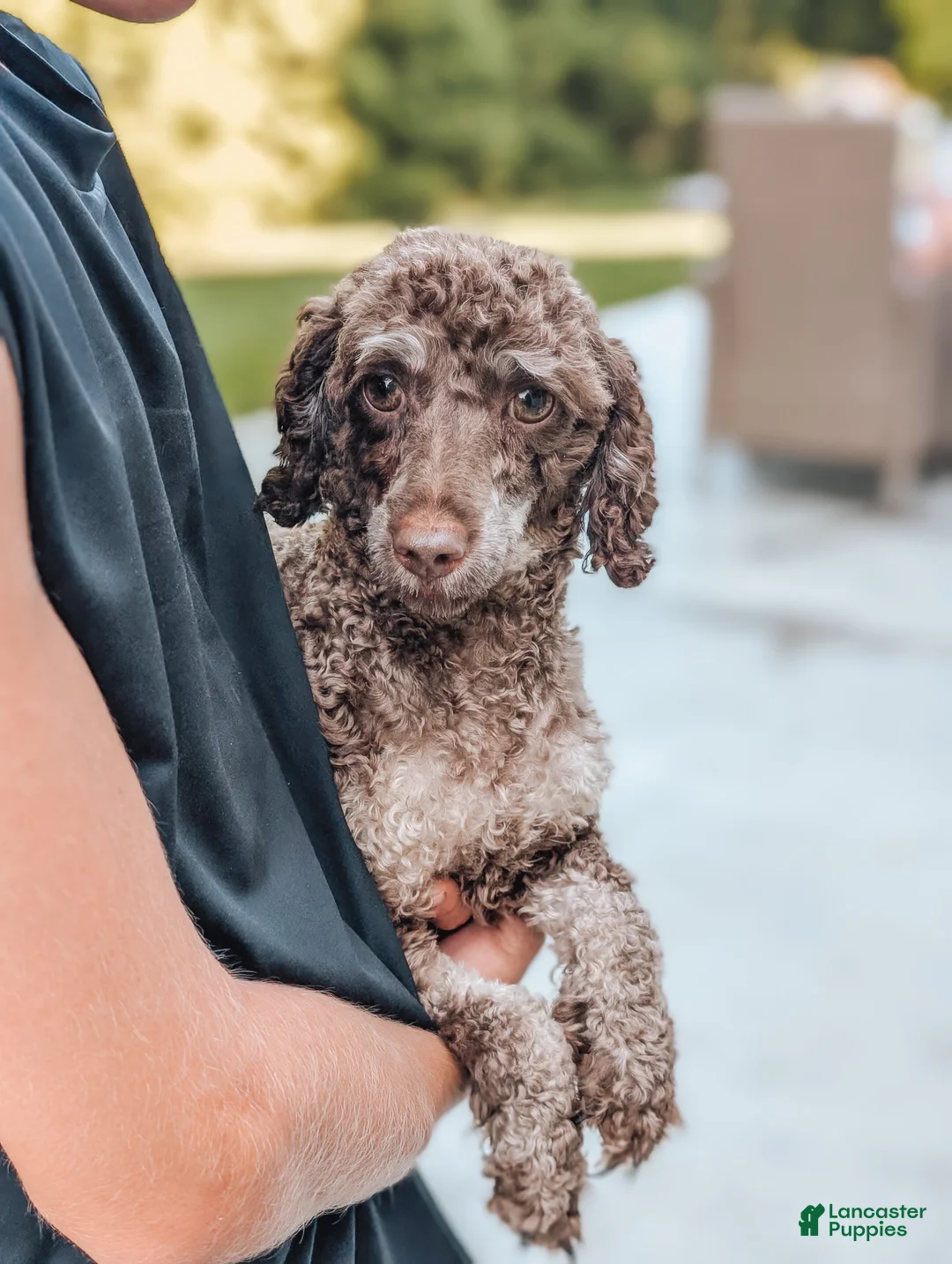 Miniature Poodle dogs for sale: Jack - Ad 4