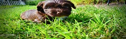 Havapoo dogs for sale: Hershey - Ad 11