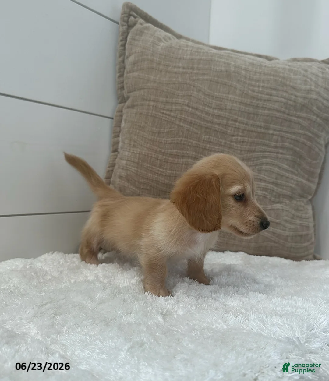 Miniature Dachshund dogs for sale: Otto - Ad 4