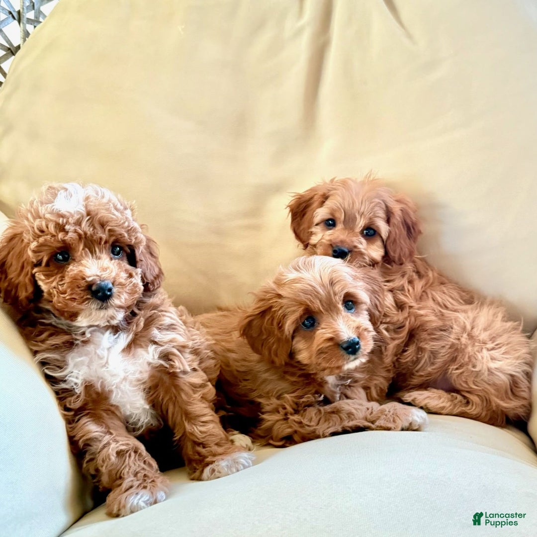 Cavapoo dogs for sale: Skip  - Ad 5