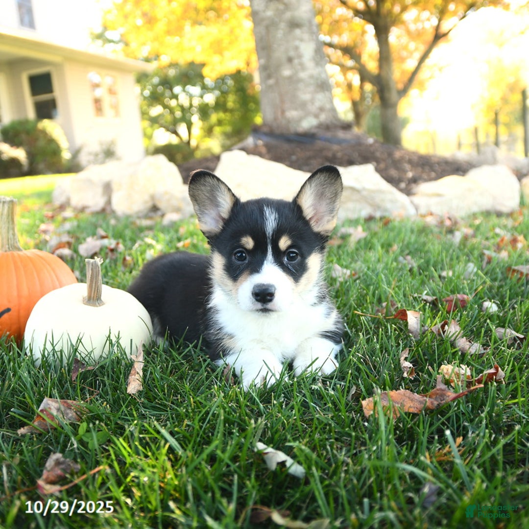 Welsh Corgi Pembroke dogs for sale: Ace - Ad 2