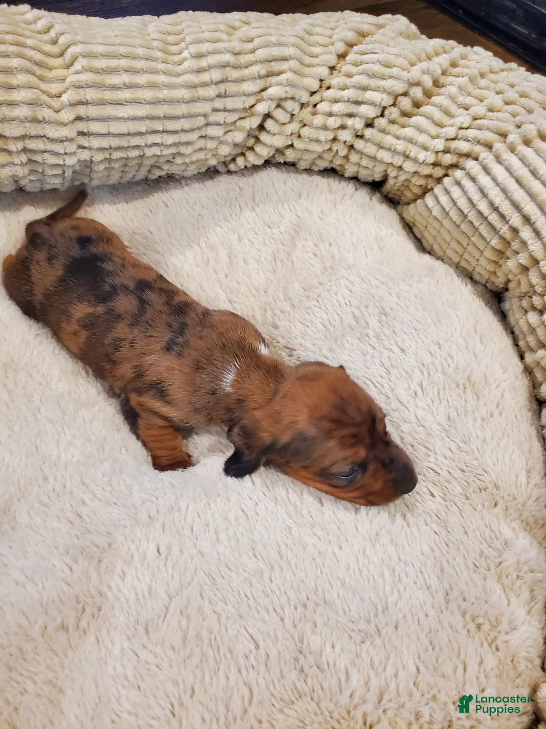 Dachshund dogs for sale: Dachshund Puppy 1 - Ad 6