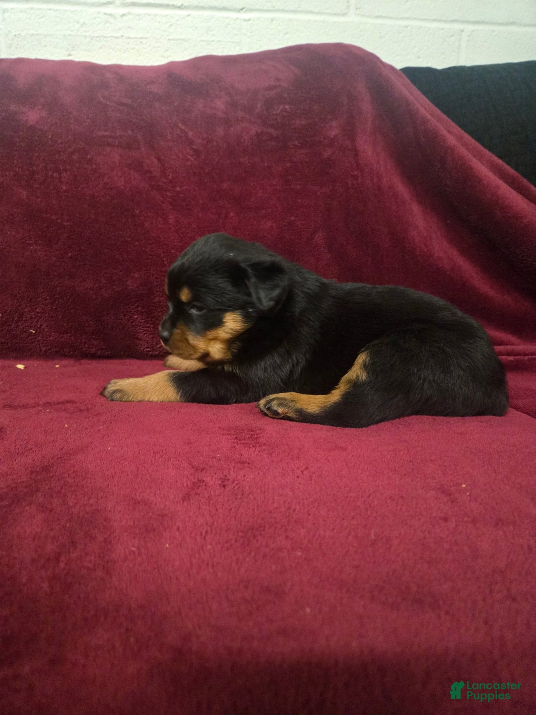Rottweiler dogs for sale: Poppy **Claimed** - Ad 2