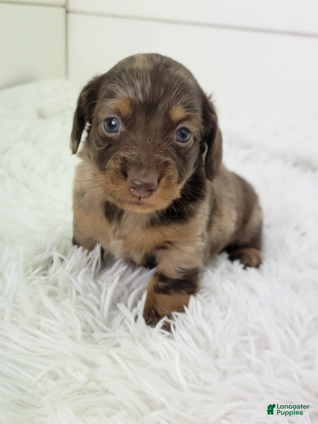 Dachshund dogs for sale: Oliver - Ad 1