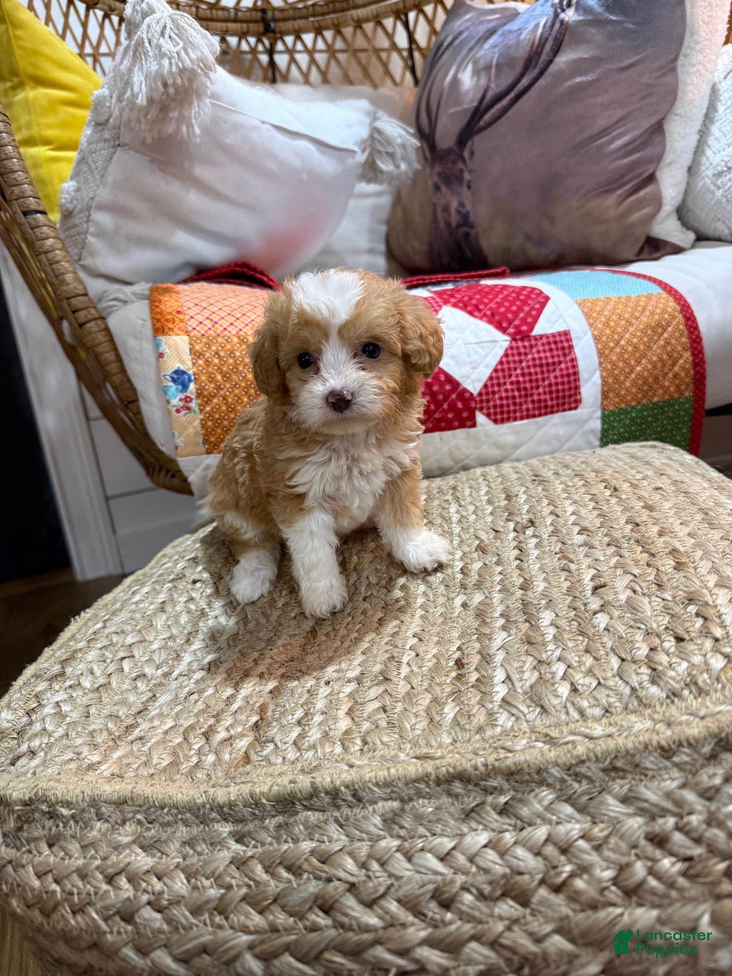 Mini Aussiedoodle dogs Mason - Ad 7