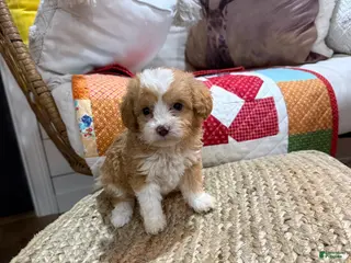 Mini Aussiedoodle dogs Mason - Ad 2