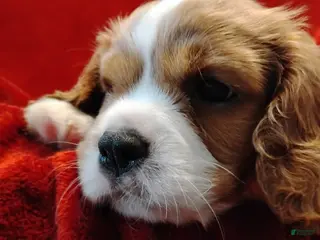 Cavalier King Charles Spaniel dogs Dexter - Ad 36