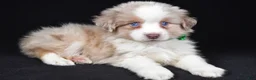 Miniature Australian Shepherd dogs for sale: Delta - Ad 4