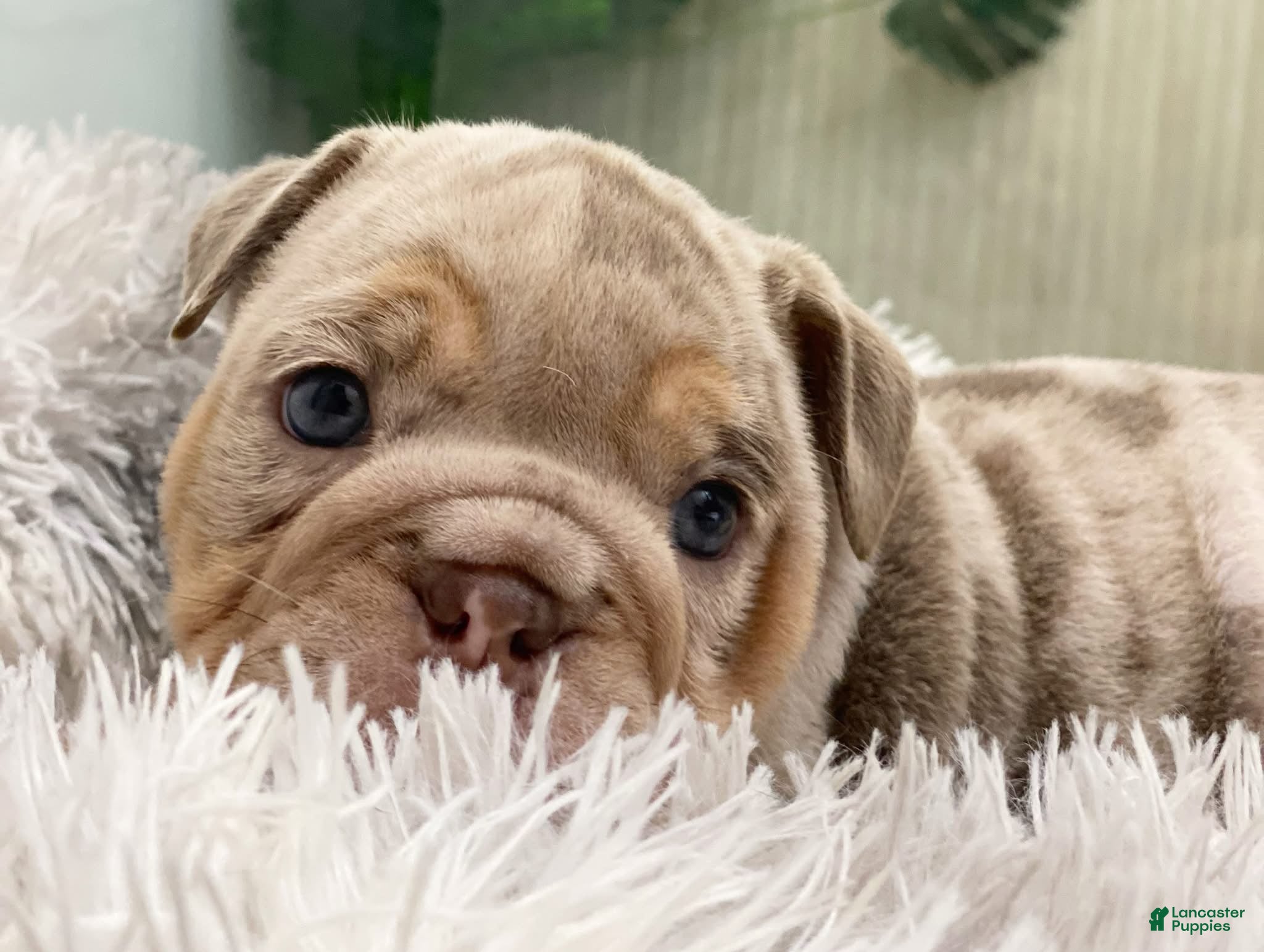 English Bulldog dogs ENID - Ad 18