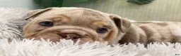 English Bulldog dogs for sale: ENID - Ad 6