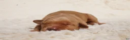 Golden Retriever dogs for sale: Daisy -AKC, Genetically Clear - Ad 55