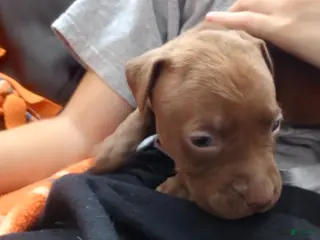 American Bully dogs Sarah Hildebrandt - Ad 42