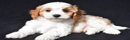Cavapoo dogs for sale: Charlie - Ad 3