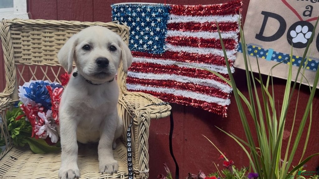 Labrador Retriever dogs for sale: Blake_Male - Ad 5
