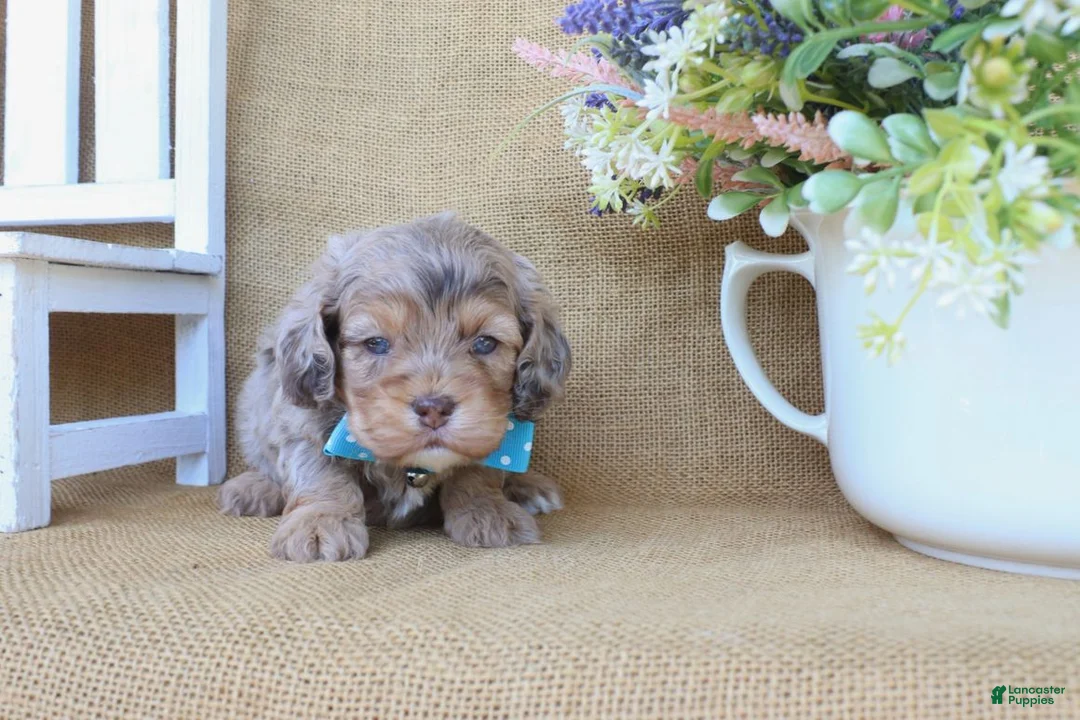 Cockapoo dogs for sale: Cooper - Ad 1