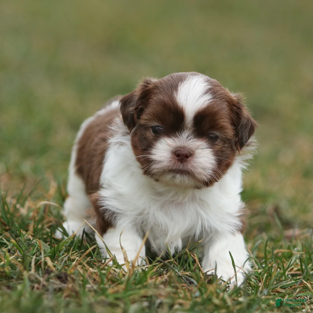 Shih Tzu dogs for sale: Buddy Shih Tzu Puppy  - Ad 1