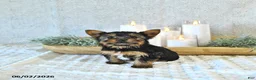 Yorkshire Terrier dogs for sale: Brody Extra Small - Ad 4