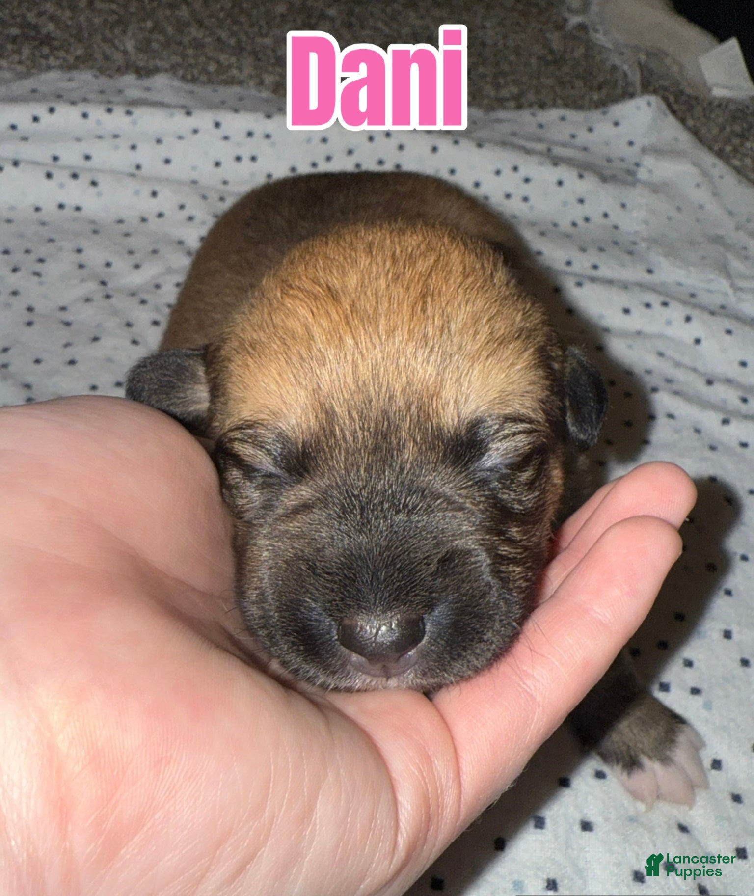 Mixed Breed dogs Mixed Breed Puppy 4 - Ad 4