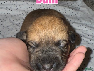 Mixed Breed dogs Mixed Breed Puppy 4 - Ad 8