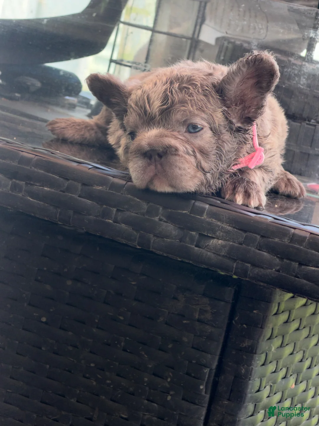 French Bulldog dogs for sale: French Bulldog 4 - Ad 2