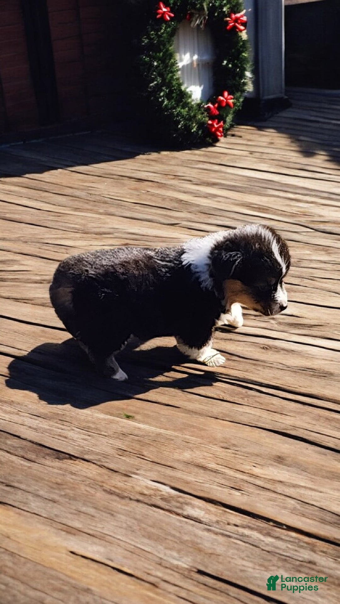 Welsh Corgi Pembroke dogs for sale: Blitzen fluffy  - Ad 7