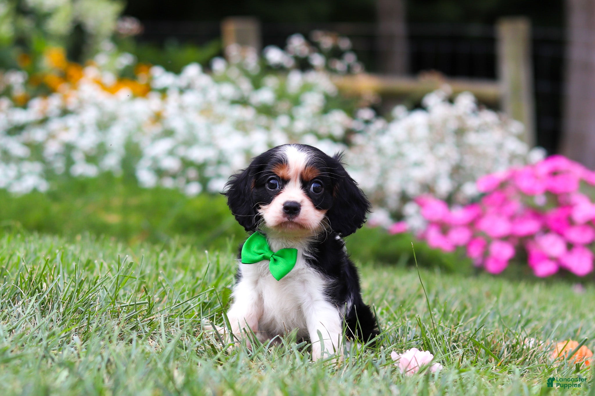 Cavalier King Charles Spaniel dogs Cooper - Ad 1