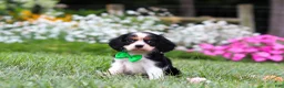 Cavalier King Charles Spaniel dogs for sale: Cooper - Ad 1