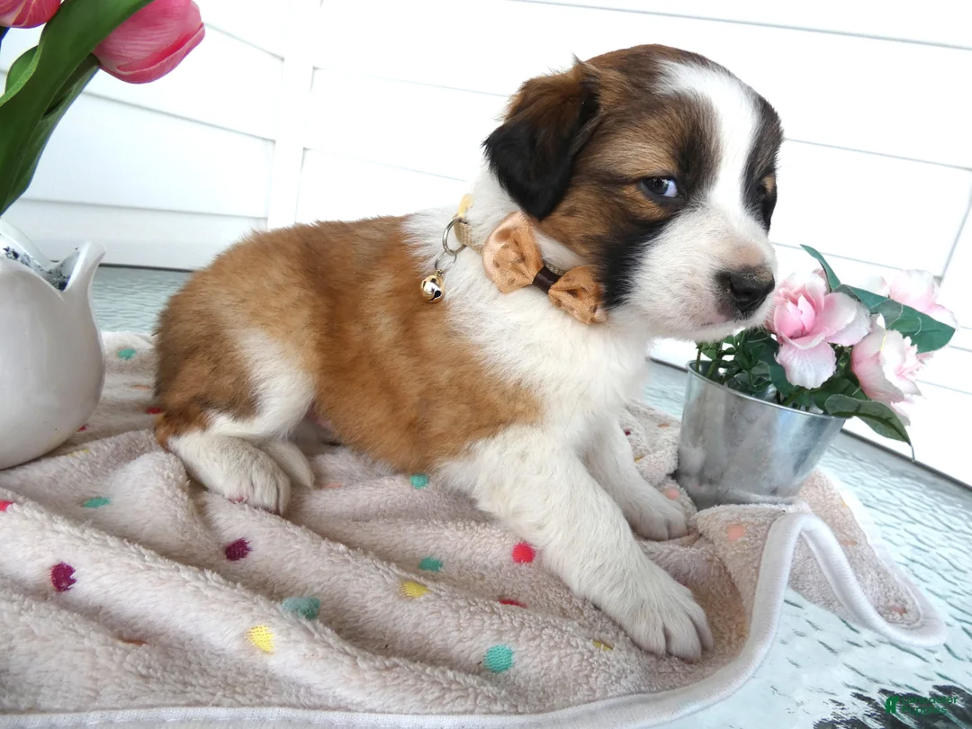 Border Collie dogs for sale: Border Collie Puppy 1 Lydia - Ad 1