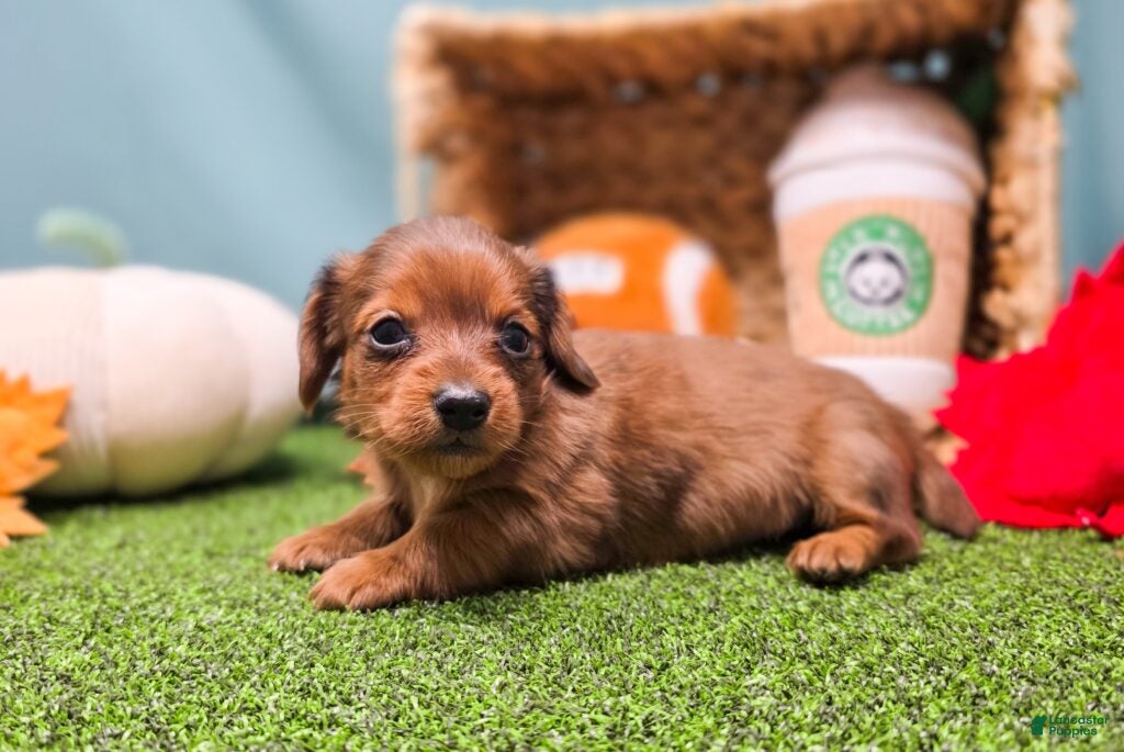 Dachshund dogs Freya - Ad 18