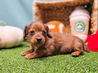 Dachshund dogs Freya - Ad 41