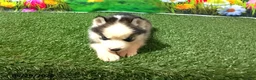 Siberian Husky dogs for sale: Max - Ad 2