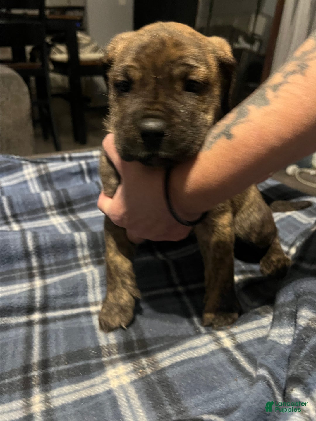 Mixed Breed dogs for sale: Mixed Breed Puppy 4 - Ad 1