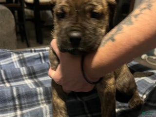 Mixed Breed dogs Mixed Breed Puppy 4 - Ad 30