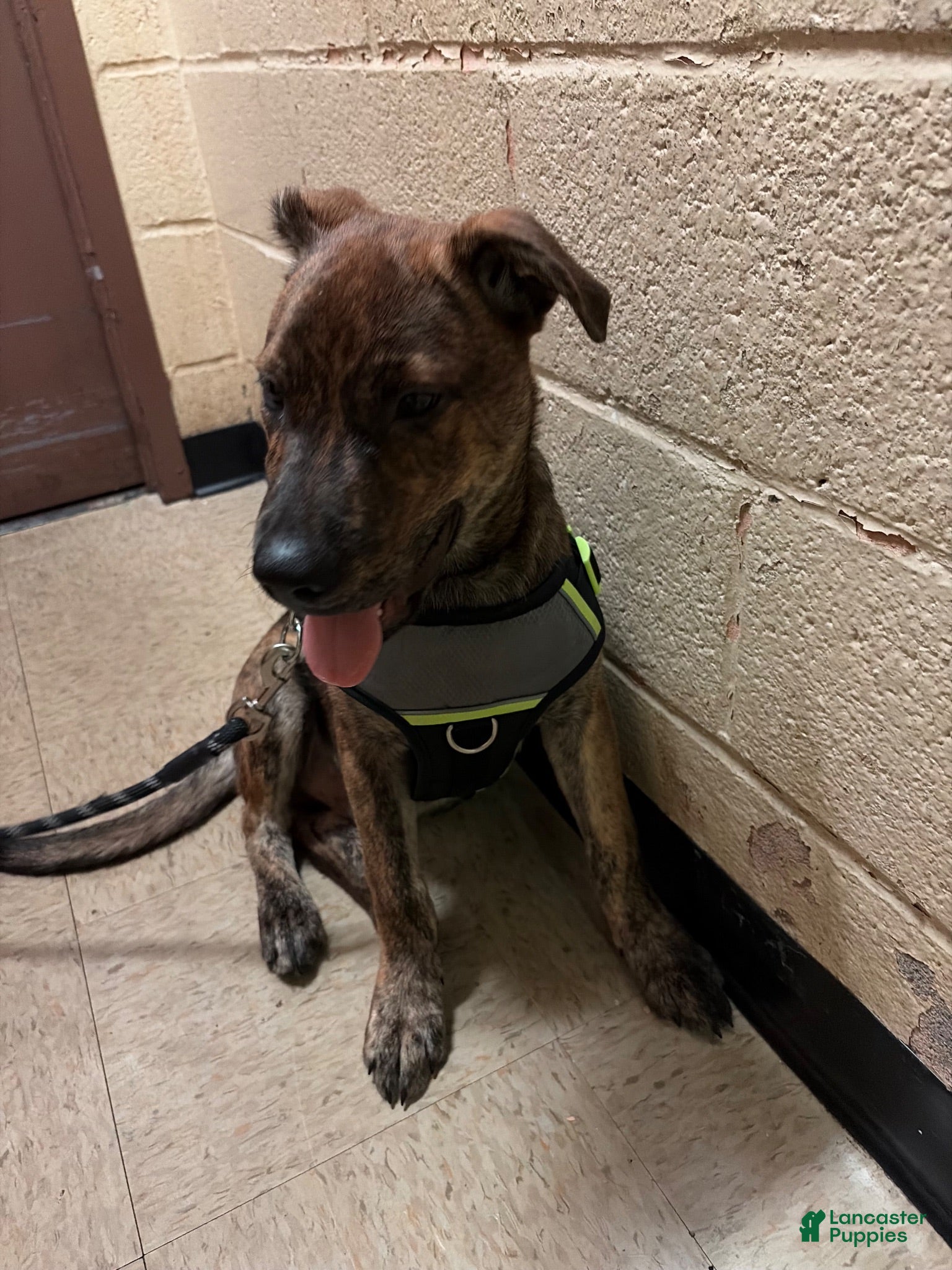 Mixed Breed dogs Bolt - Ad 2