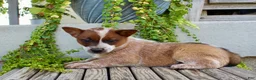 Australian Cattle Dog dogs for sale: Ashley - Ad 3
