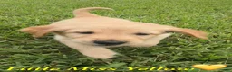 Golden Retriever dogs for sale: Miss yellow - Ad 2