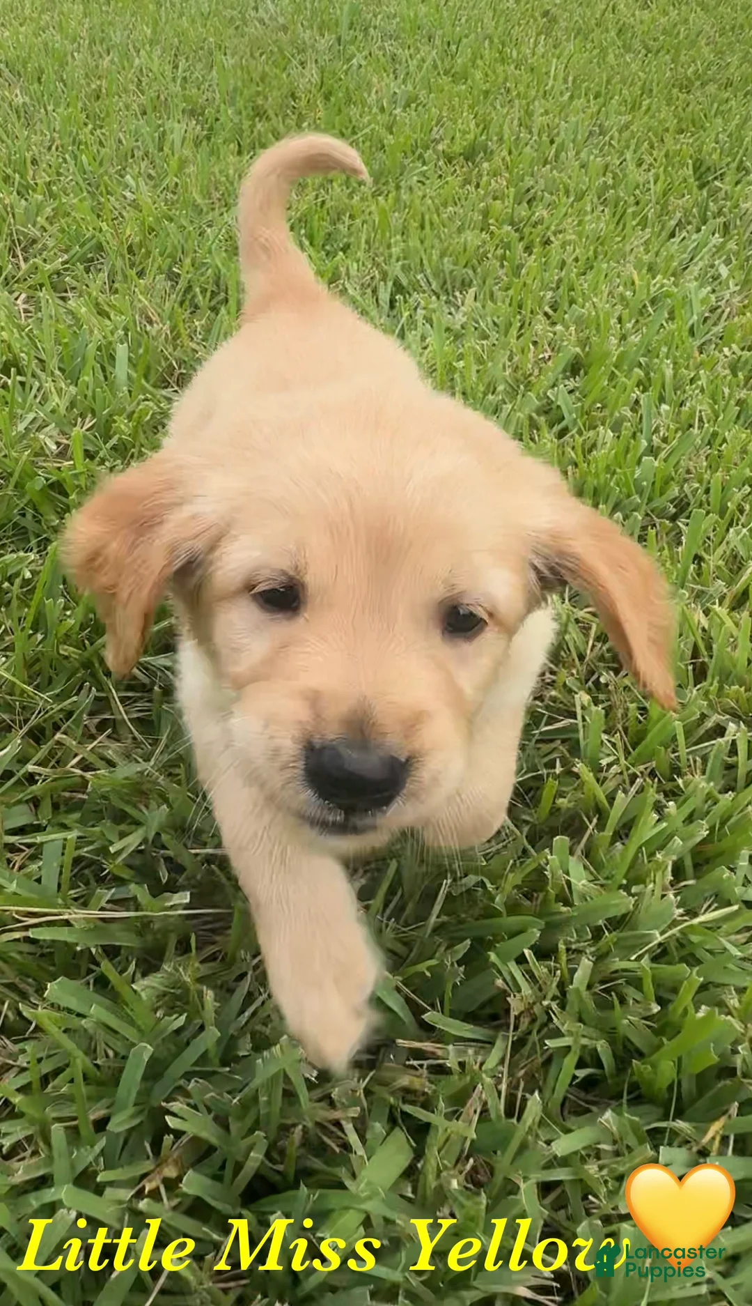 Golden Retriever dogs for sale: Miss yellow - Ad 2