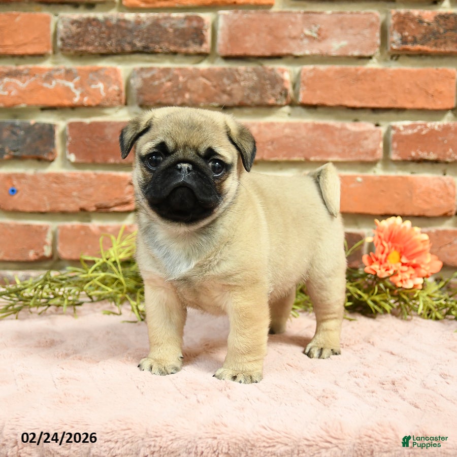 Pug dogs Jasper - Ad 1