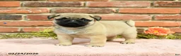 Pug dogs for sale: Jasper - Ad 1