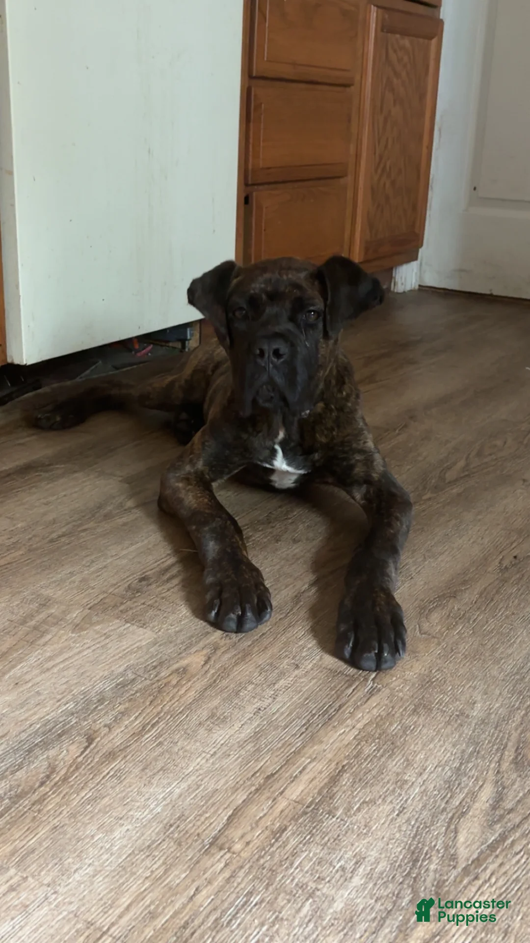 Cane Corso dogs for sale: Cane Corso 1 - Ad 2