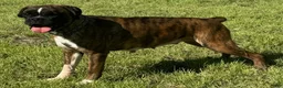 Boxer dogs for sale: AKC Charlotte--75% Euro - Ad 12