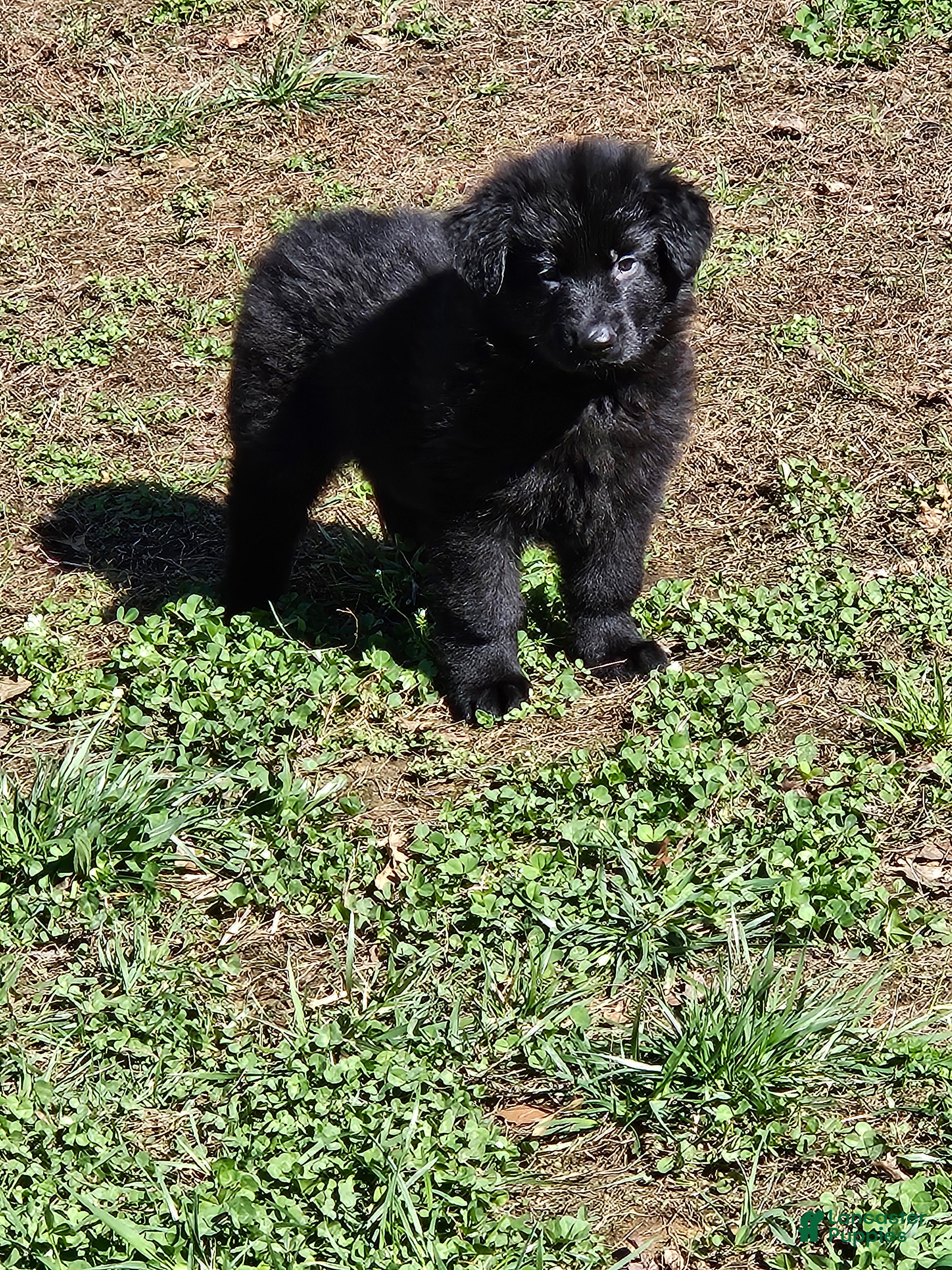 German Shepherd dogs German Shepherd Puppy 4 - Ad 2