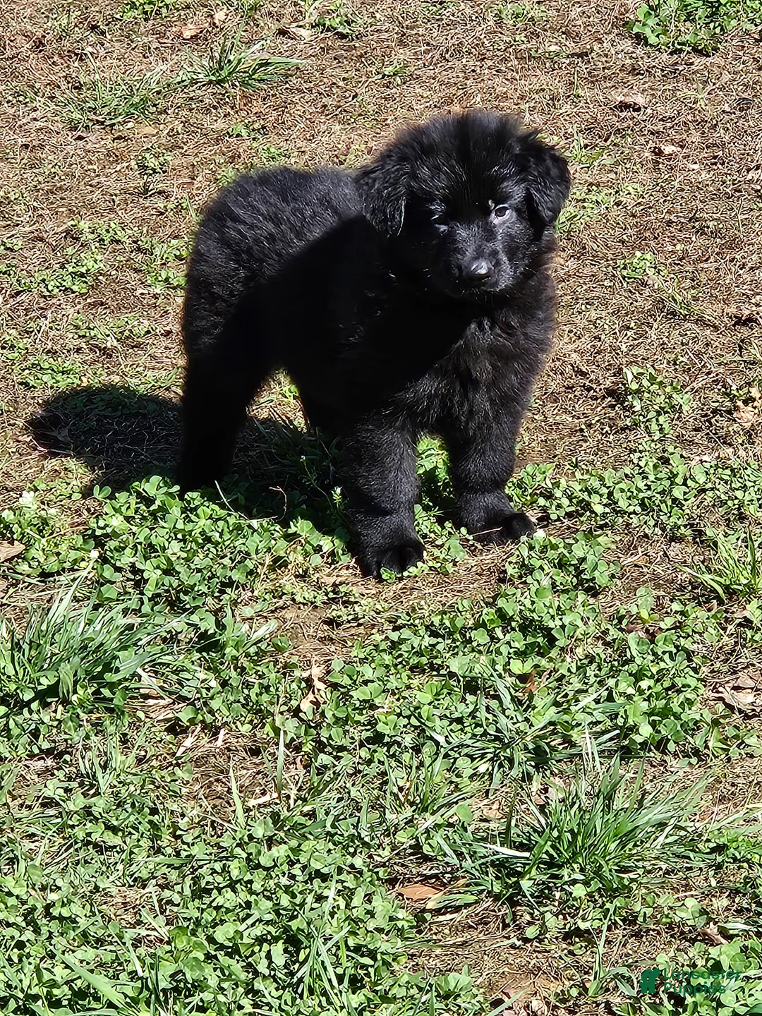 German Shepherd dogs for sale: German Shepherd litter of 7 puppies - Ad 2