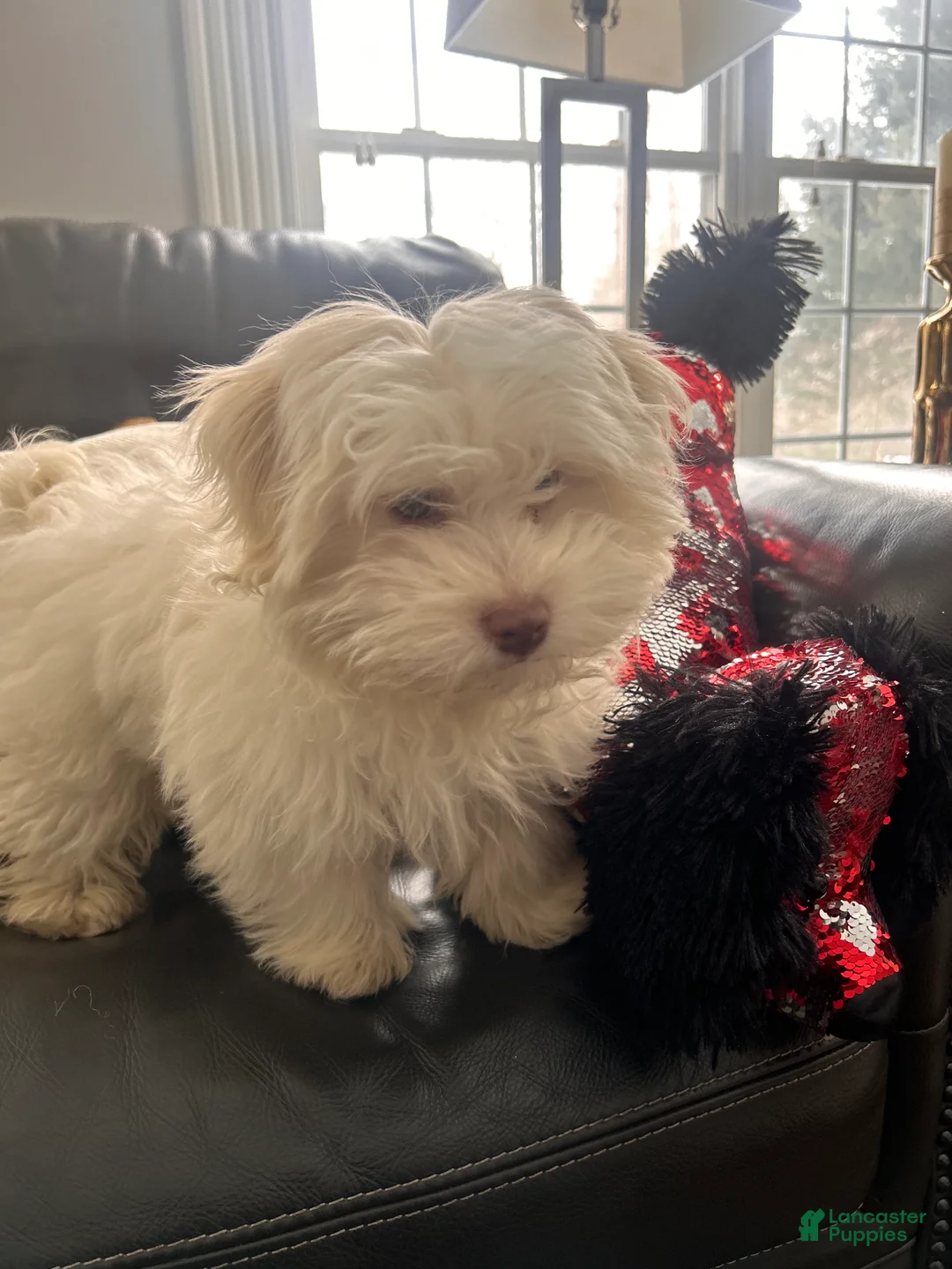 Havanese dogs for sale: Ollie Havanese Puppy – 3.5 Months Old – Loving & Playful - Ad 6