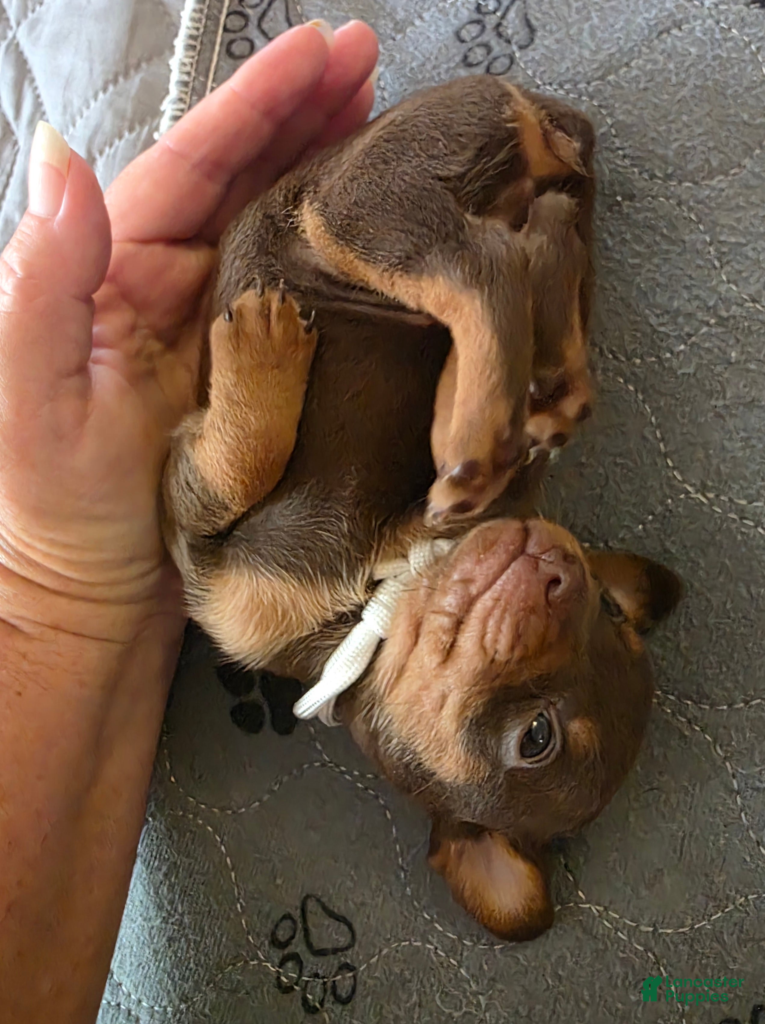 Miniature Pinscher dogs R-white - Ad 2
