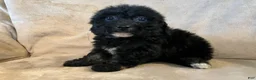 Bichpoo dogs for sale: Max - Ad 5