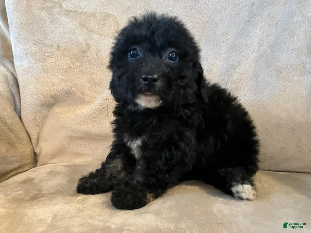 Bichpoo dogs for sale: Max - Ad 5