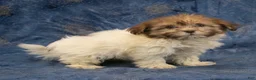 Havanese dogs for sale: Mia - Ad 3