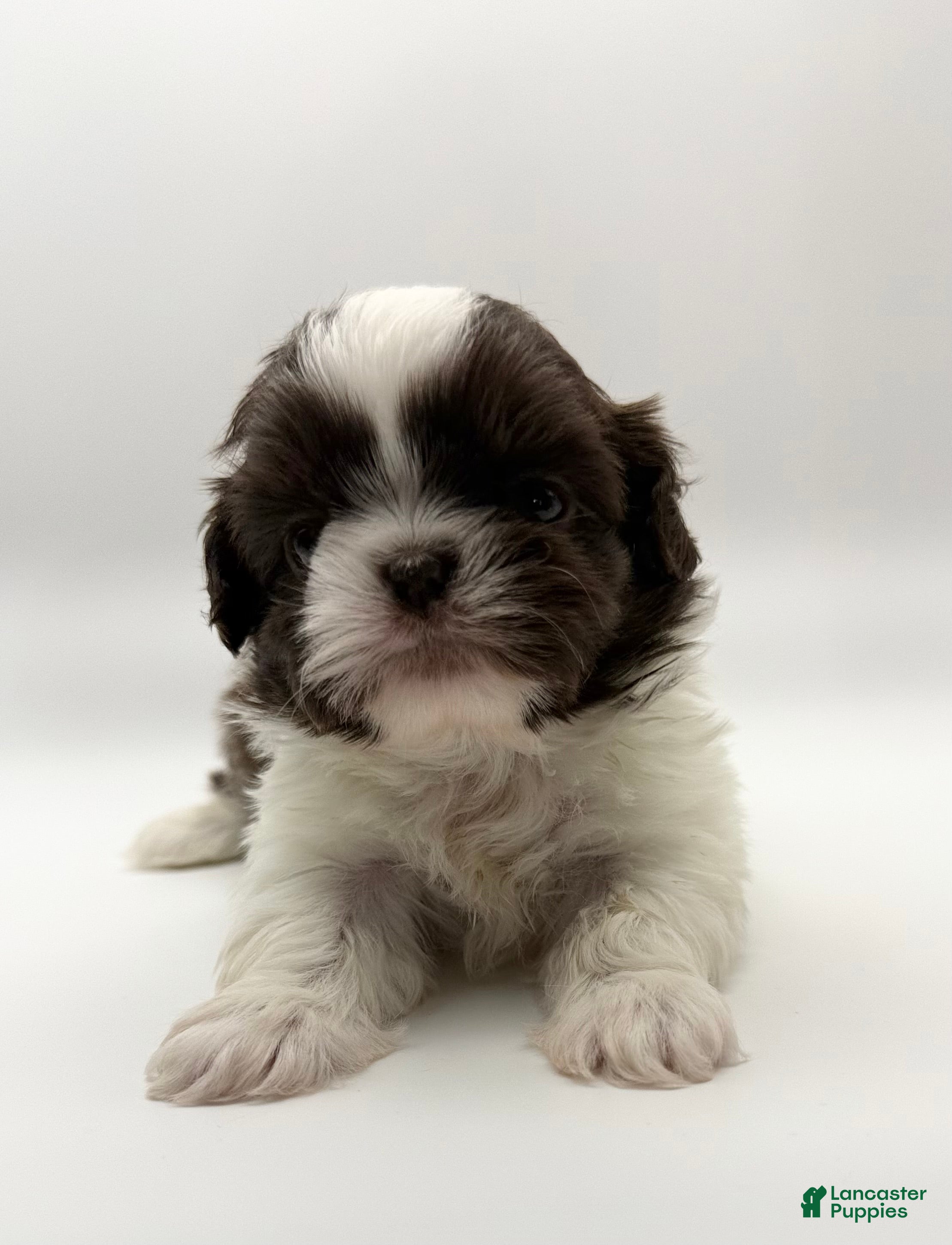 Shih Tzu dogs for sale: Levi - Ad 2